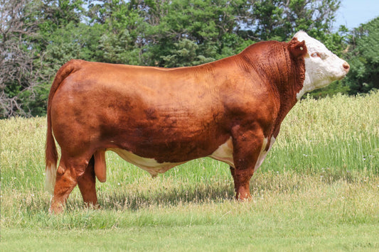 KJ TWJ 907E Liberty 159H ET Hereford bull Genesource