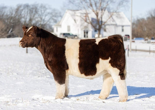 FSF 4R Eyez on Me P 444 ET Shorthorn Bull- Genesource