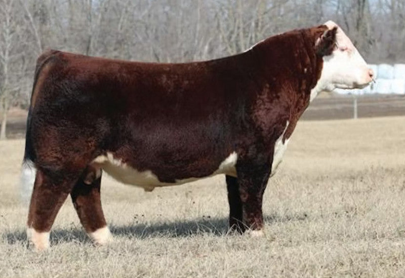 SCG SHOWTIME GAME OVER 181 Polled Hereford Bull- Genesource