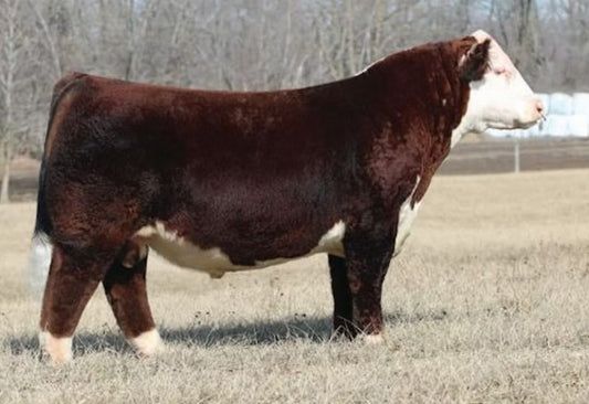SCG SHOWTIME GAME OVER 181 Polled Hereford Bull- Genesource