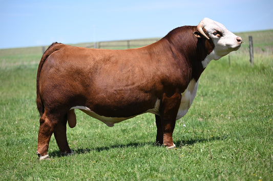 PAW 41 Gemini 304 Horned Herford Bull Genesurce