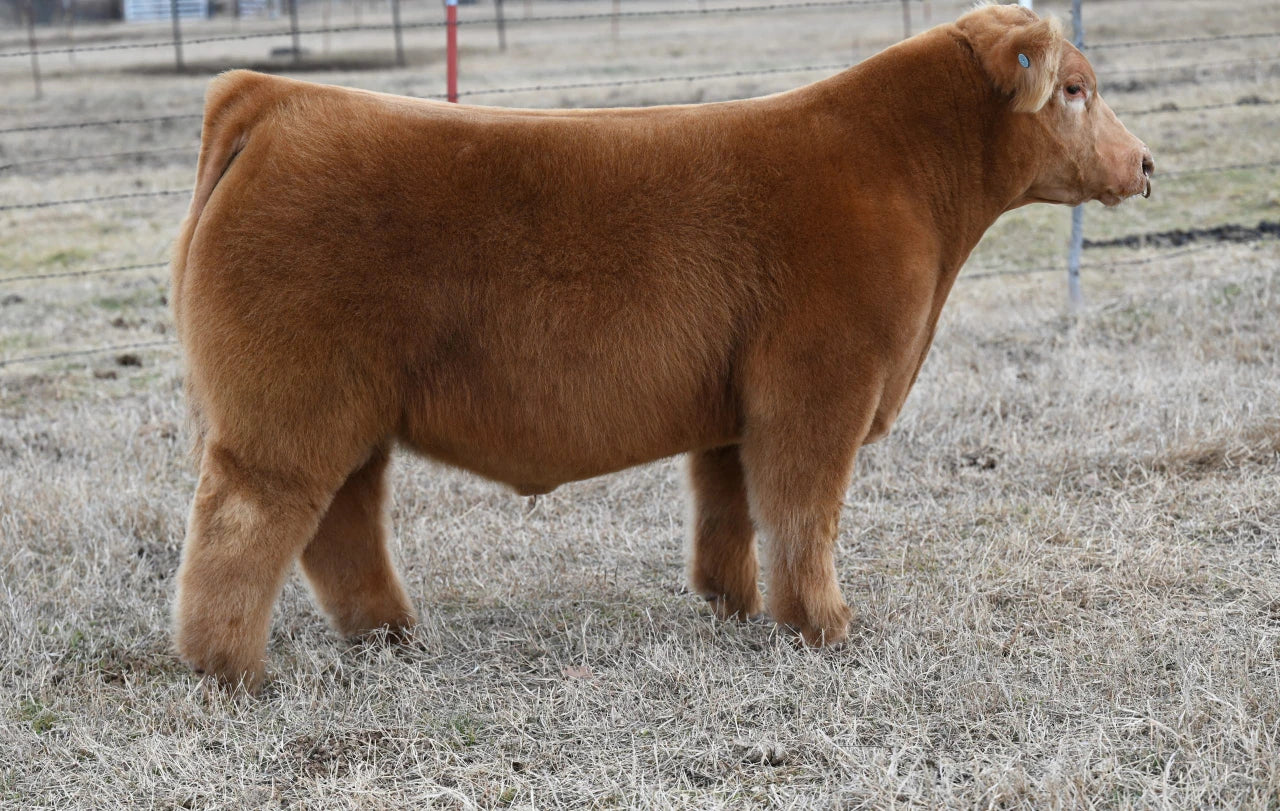 Ginger Bred Club Calf Bull- Genesource
