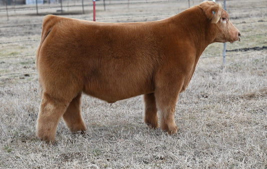 Ginger Bred Club Calf Bull- Genesource