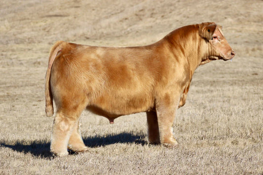 Golden Rule Club Calf bull-Genesource