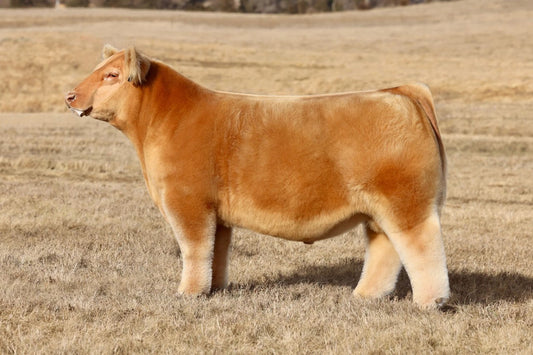 Greater Good Club Calf Bull- Genesource