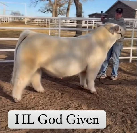 HL God Given Club Calf Bull- Genesource