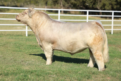 HL 8220 Club Calf Bull- Genesource