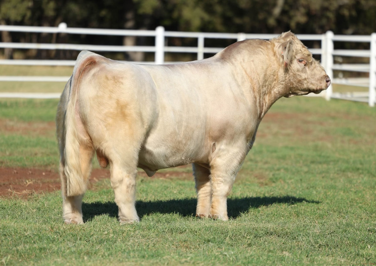 HL 8220 Club calf Bull- Genesource