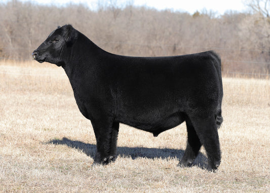 Horstman Don Juan 442M Angus Bull Genesource