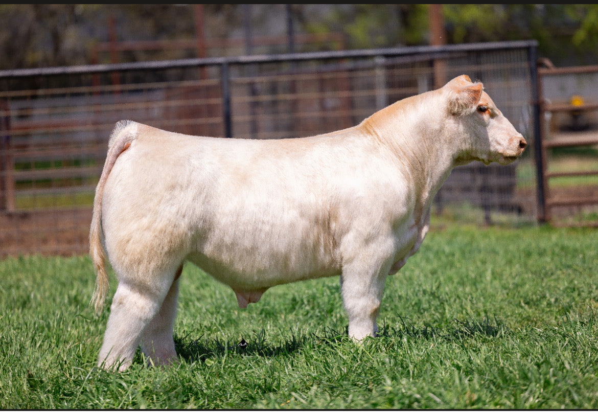 Trade War Club Calf Bull- Genesource