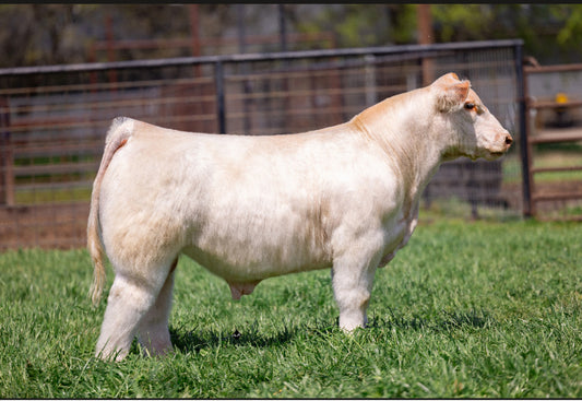 Trade War Club Calf Bull- Genesource