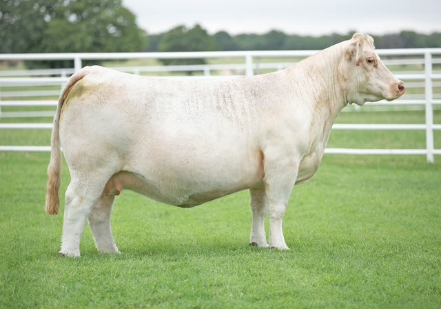 8217 - Dam of 819E Club Calf Genesource