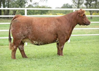 8212- Dam of HL 8212 Club calf Bull
Genesource