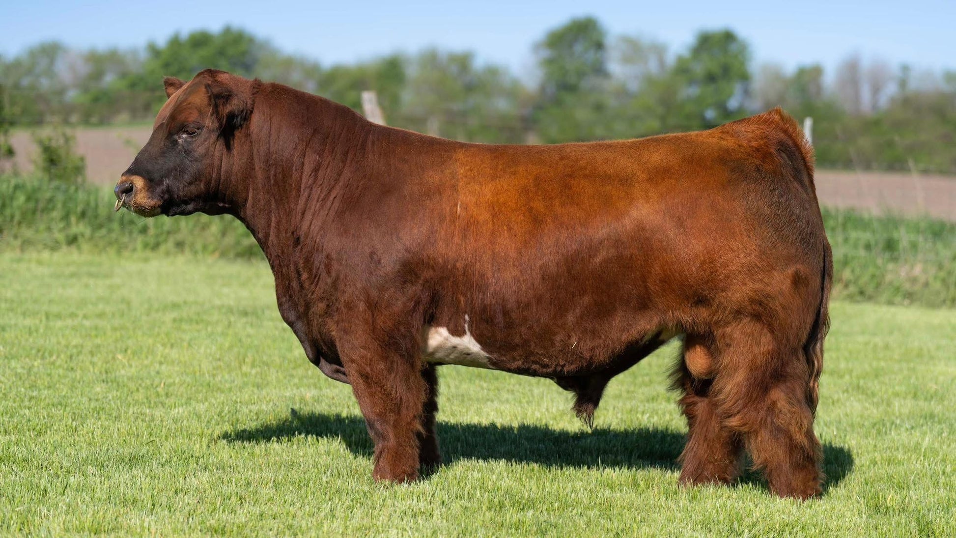 Hondo Red club calf bull- Genesource