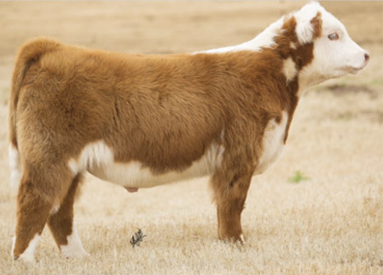 Hi Plains Drifter Hereford Marked Bull- Genesource 