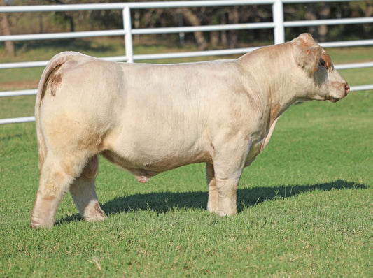 HL 916E Club Calf Bull Genesource