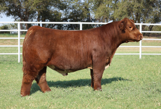 8212 Club Calf Bull- Gensource 