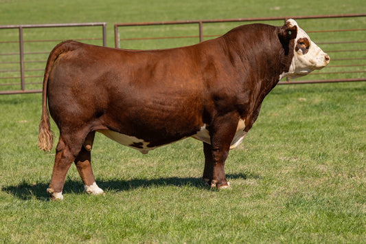 Churchill Doc Holiday 2323 ET Polled Hereford Bull- Genesource