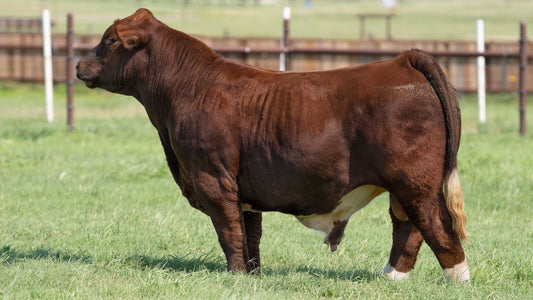 Dryland American Influence Bull- Genesource