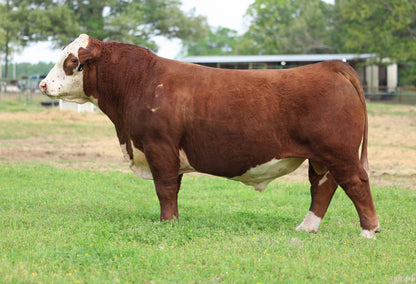 GKB Guardian L120 ET Polled Hereford Bull- Genesource