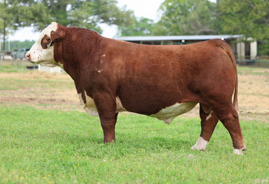 GKB Guardian L120 ET Polled Hereford Bull- Genesource
