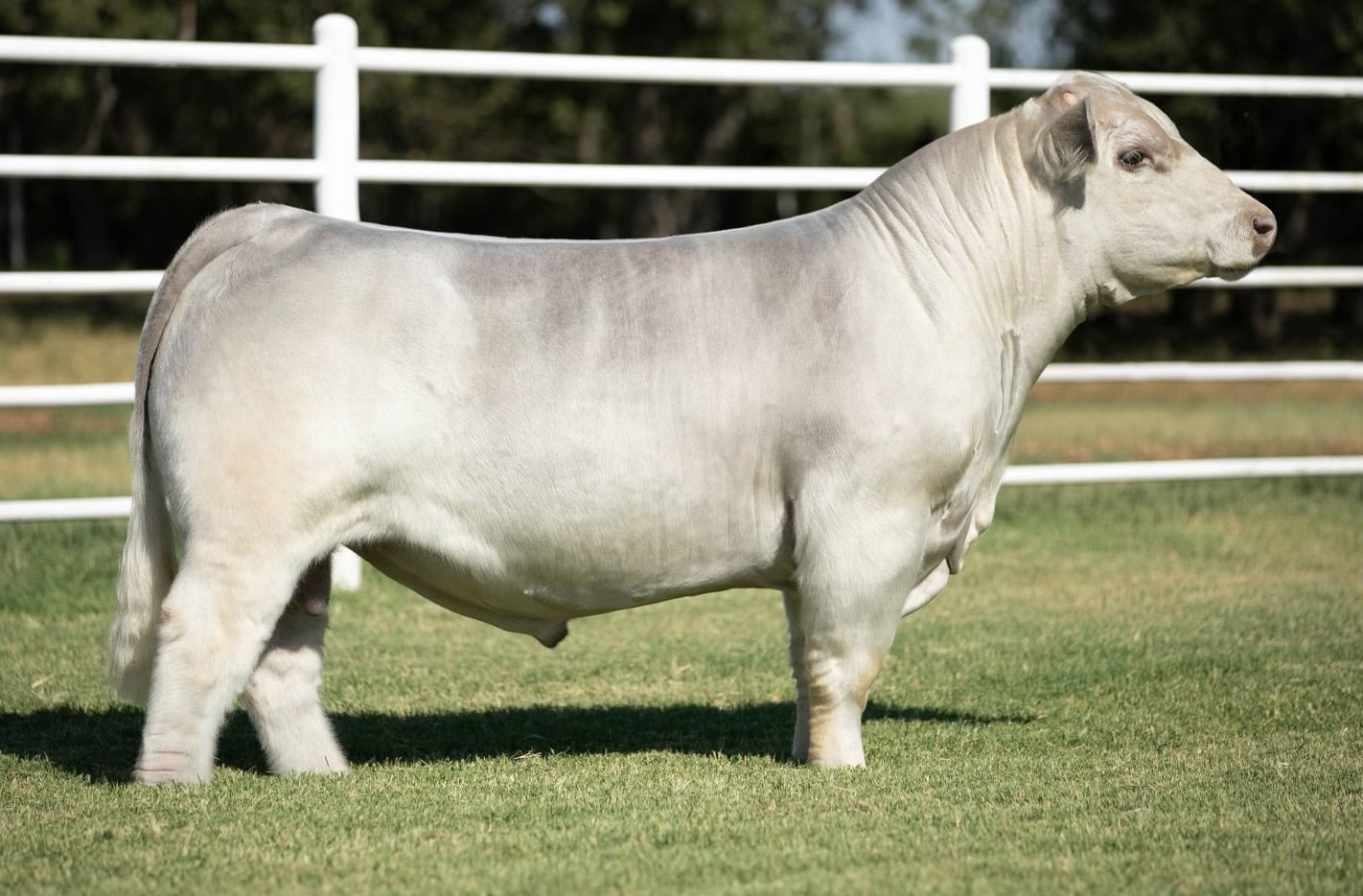 Hallelujah Club Calf Bull- Genesource