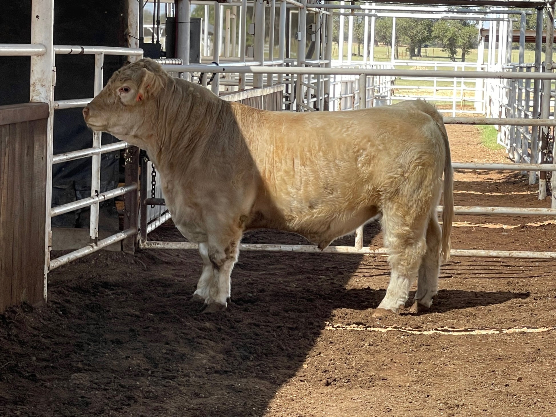 HL Benny Club Calf Bull - Genesource