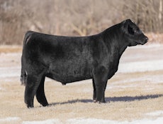 FTZS Impact 410M Maintainer Bull