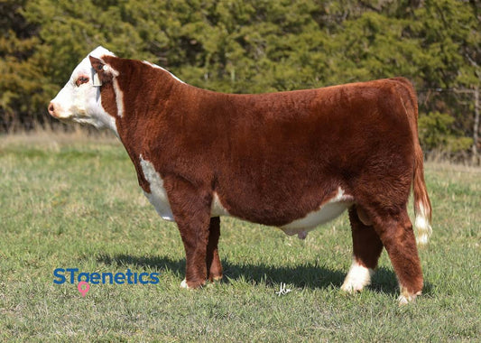 KJ 488G Justice 606M Polled Hereford Bull- genesource
