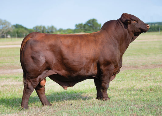 KK the Valedictorian Santa Gertrudis bull Genesource