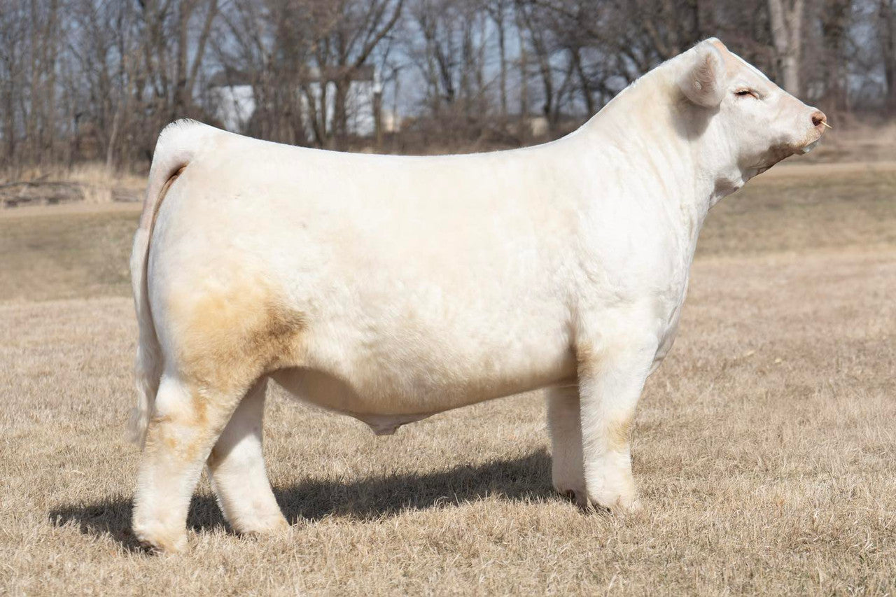 LJR Empire 007M Charolais Bull-Genesource