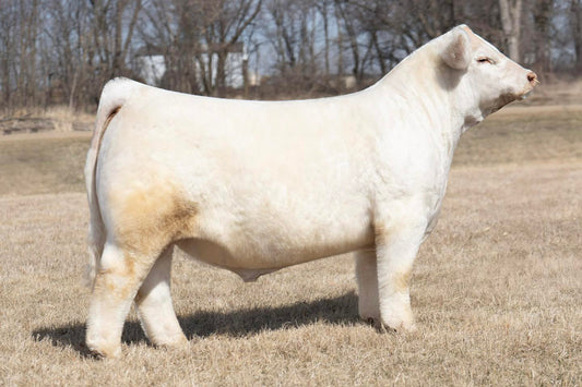 LJR Empire 007M Charolais Bull-Genesource