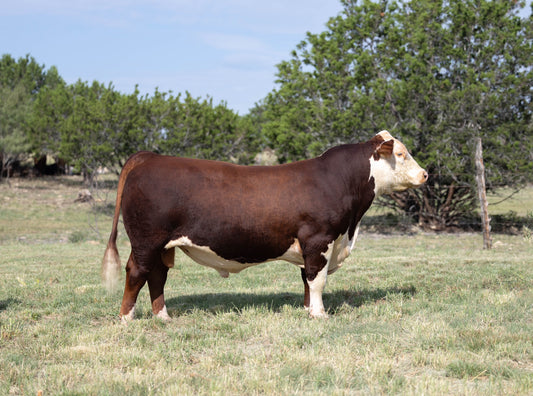 Zoellers 8H Laredo 397L ET Polled Hereford Bull- Genesource