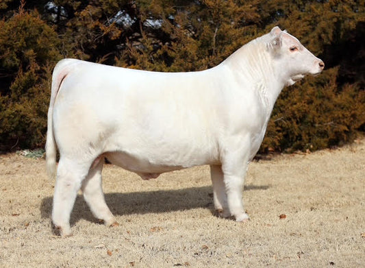 SC Lift Off 510N Charolais Bull- Genesource