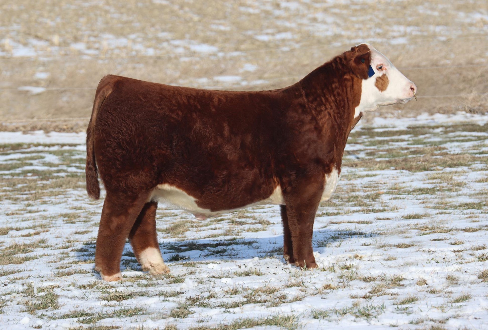 HOCK SHOWTIME MAKE IT RAIN 23N Polled Hereford Bull- Genesource