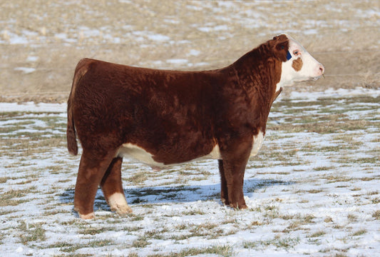 HOCK SHOWTIME MAKE IT RAIN 23N Polled Hereford Bull- Genesource