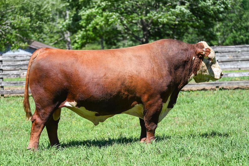 JW 1857 Merit 21134 Polled Hereford Bull Genesource