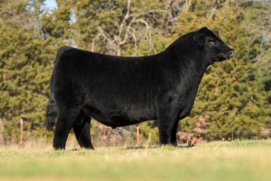 Mission Statement Maine Anjou Bull - Genesource