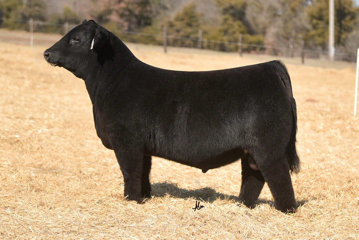 Mission Statement Maine Anjou Bull - Genesource