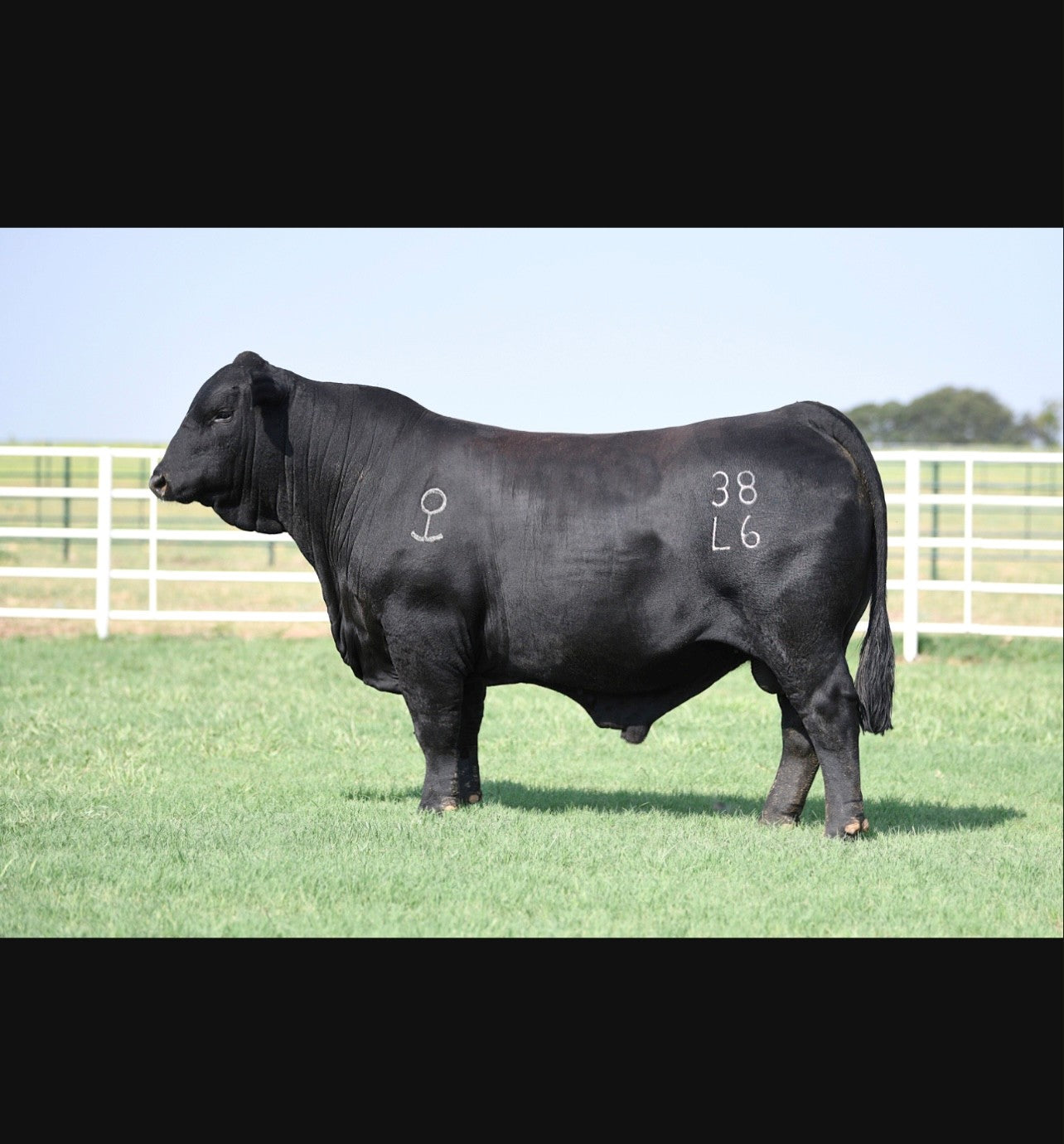 GKB Next Level 38L6 Brangus Bull- Genesource
