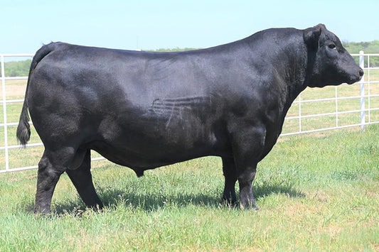 Coleman Night Watch Angus Bull-Genesource