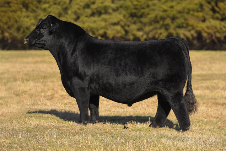 GCC Night Owl Bull Semen - Genesource