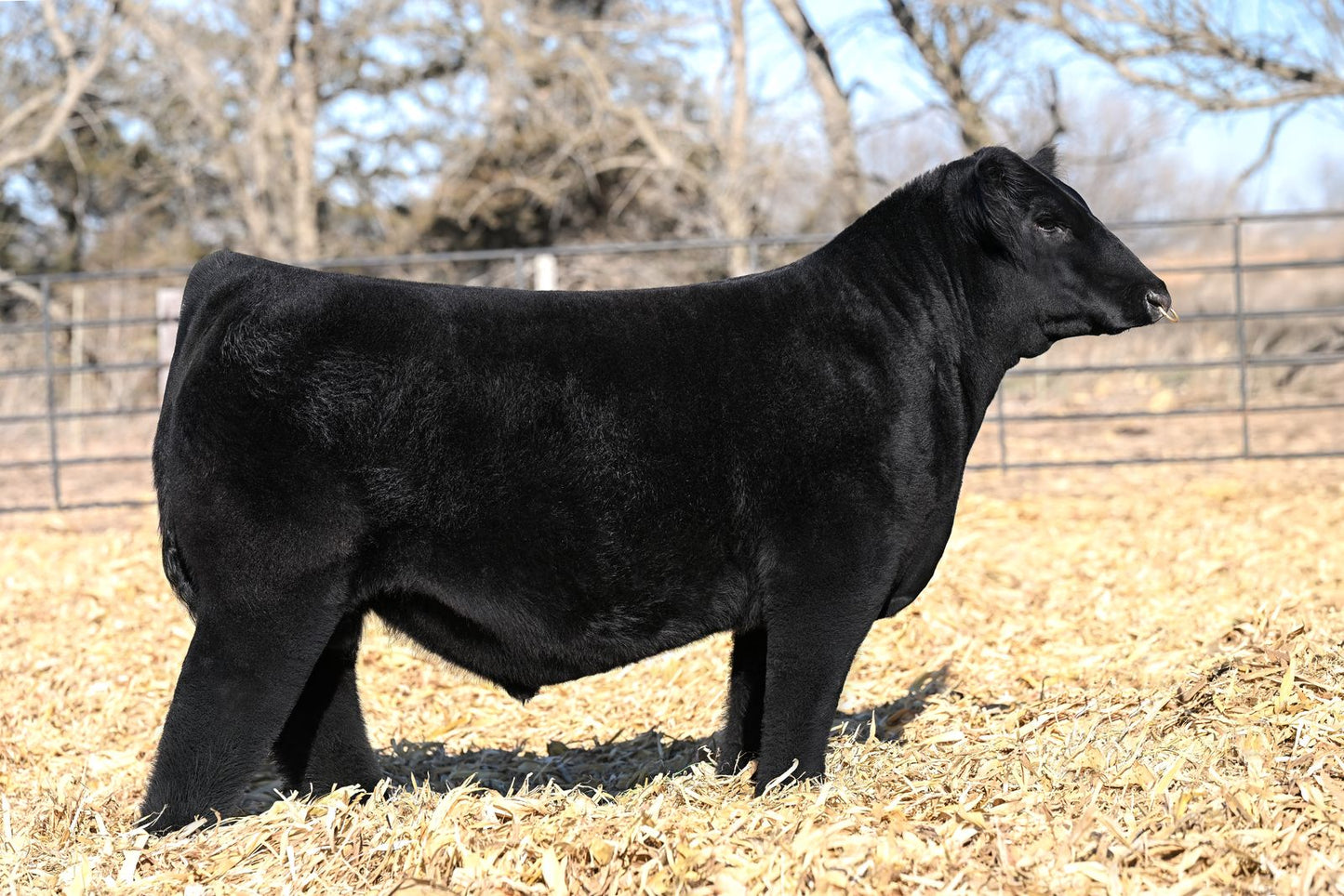 GPG Nobility 5120N % Simmental Bull -Geensource
