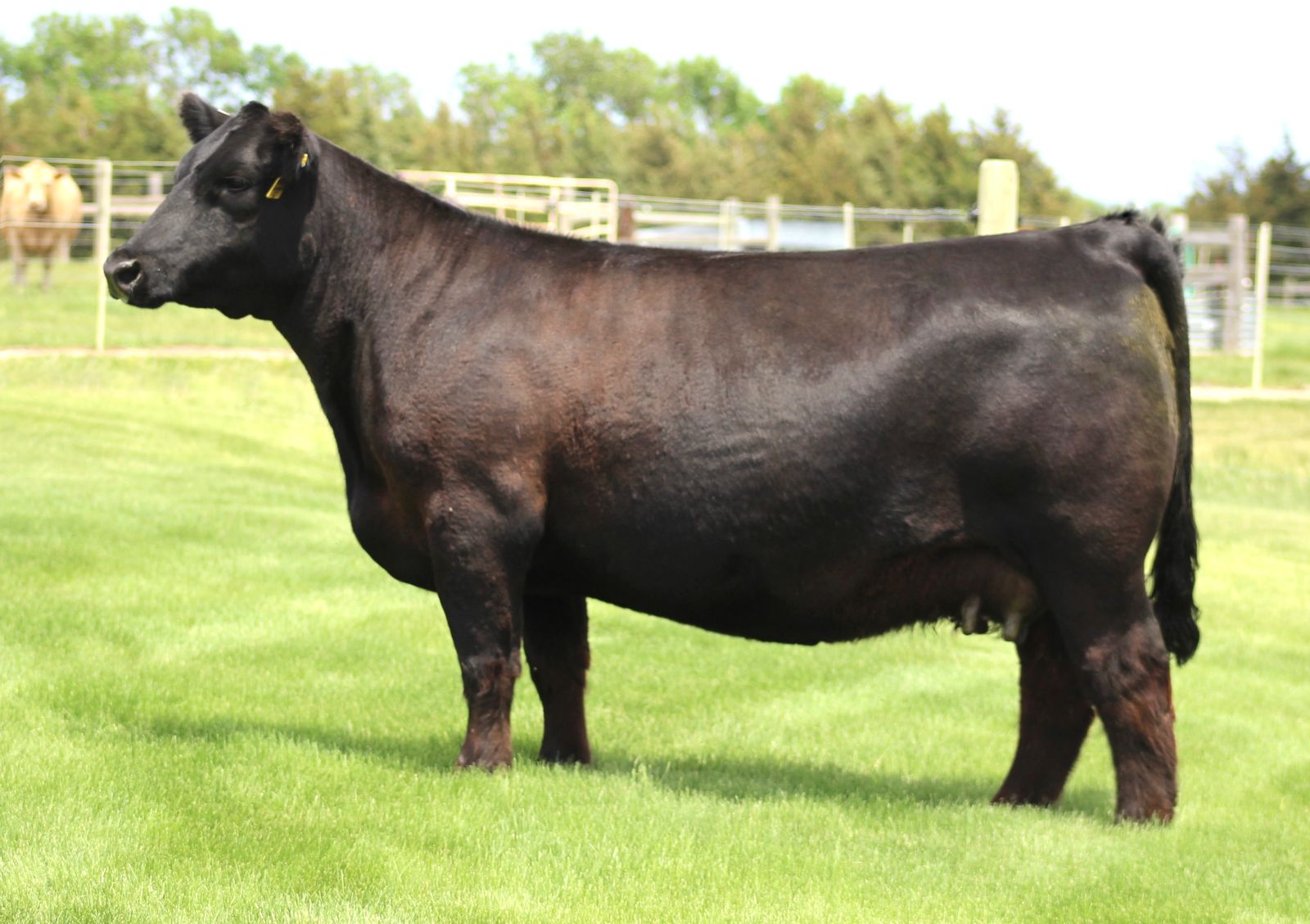 Dam of Nobility- RJ Horny 112J