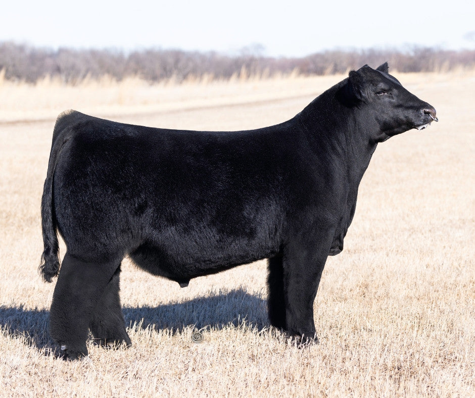HALB Not Like US 718M Maine Anjou Bull- Genesource