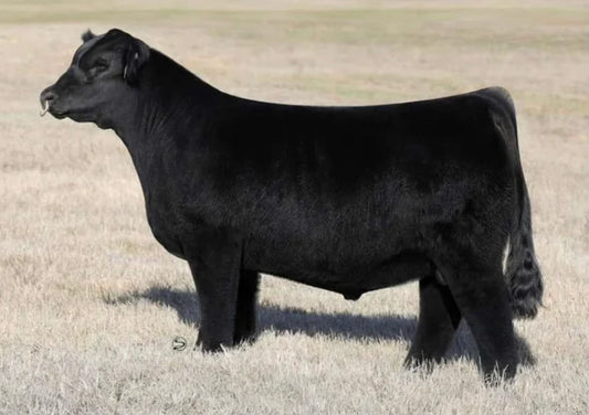 Off The Record Simmental Bull Genesource