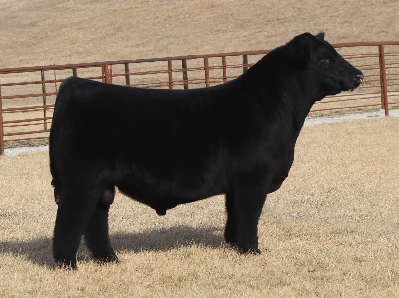 BMW On Cue 119N ET Chianina Bull- Genesource