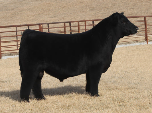 BMW On Cue 119N ET Chianina Bull- Genesource