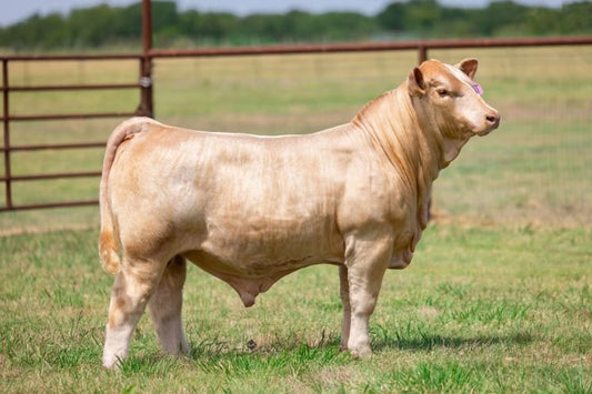 PAT American Influence Club Calf Bull Genesource