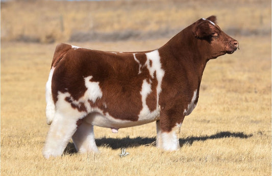 Perfect Storm 401N ET Club Calf Bull- Genesource